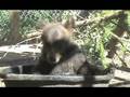 IFAW Canada - Grizzly Bear Cubs: Koda & Espen